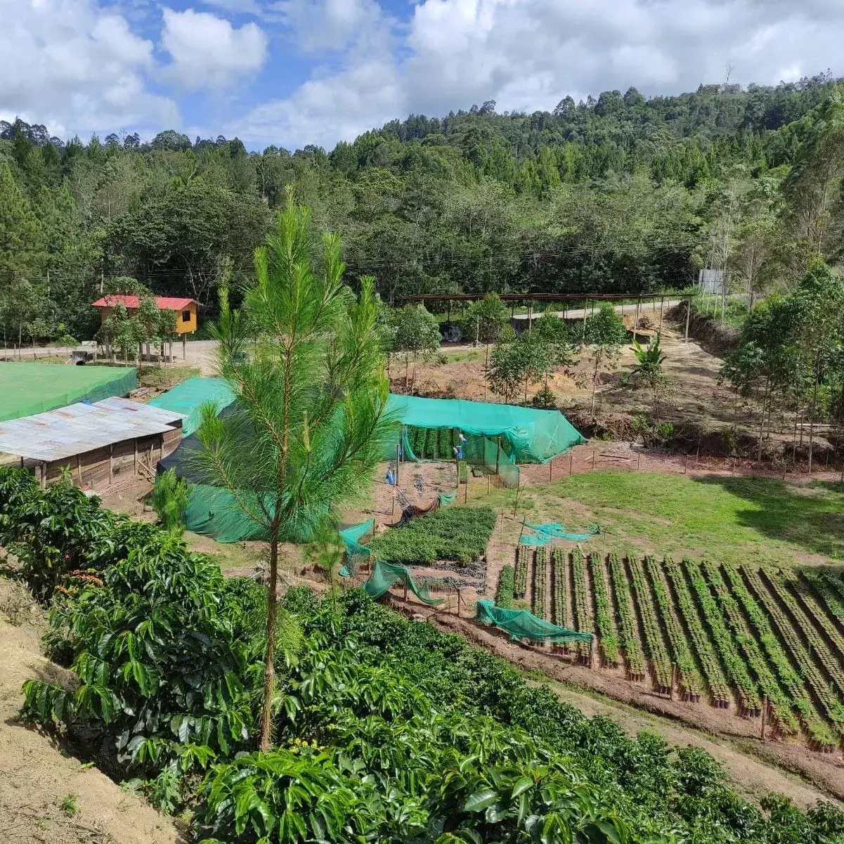 Vista aérea de una finca cafetalera entre bosques