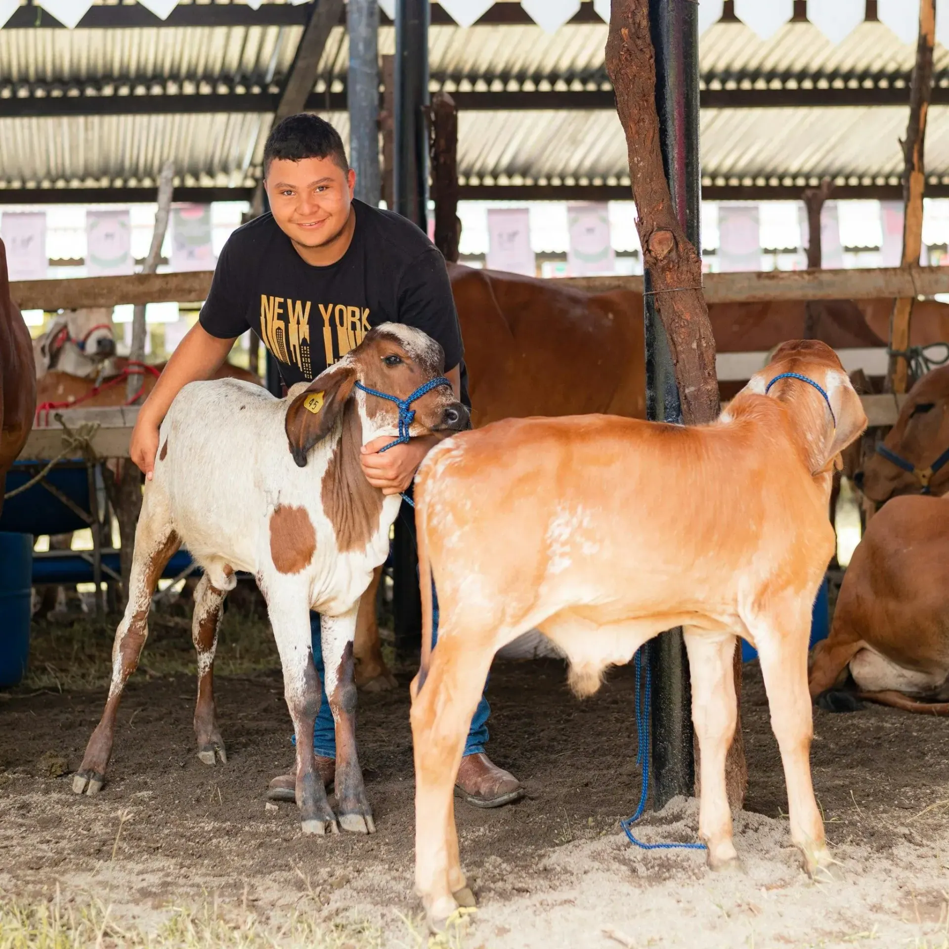 Joven con terneros en una feria ganadera