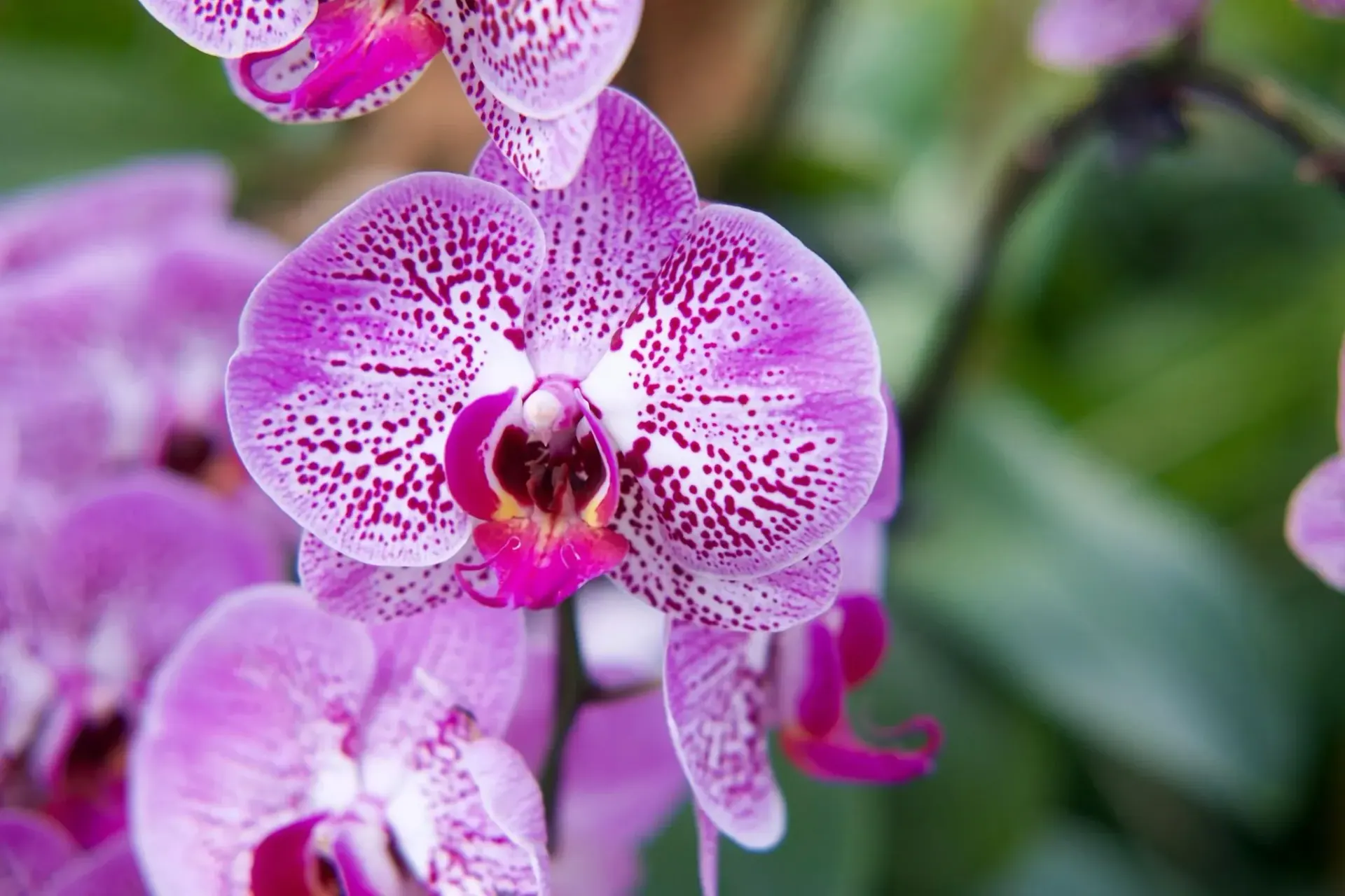 Orquídea morada con manchas