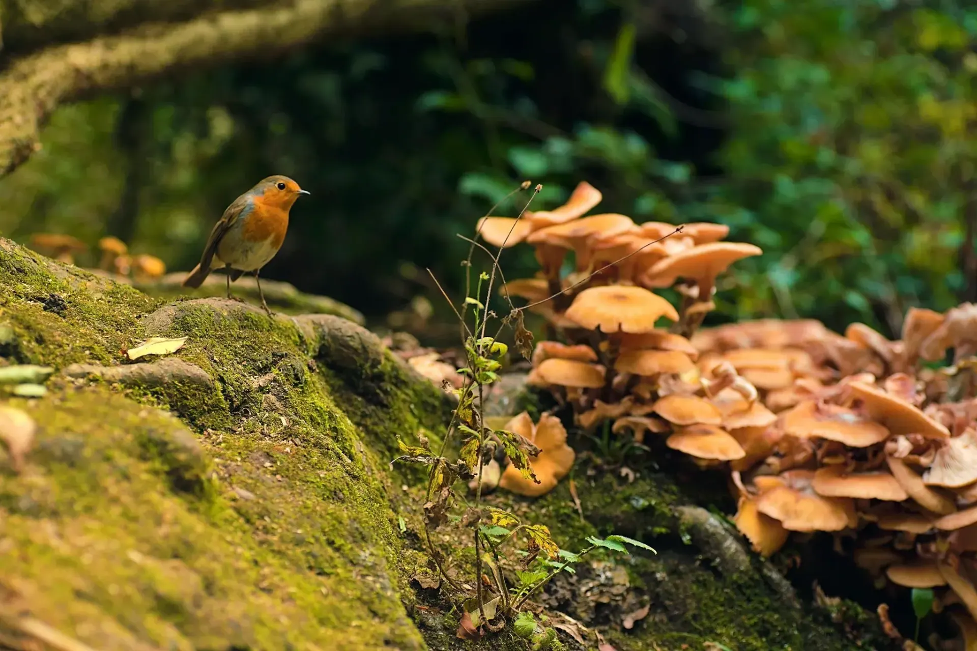 Pajarito y hongos sobre tronco cubierto de musgo